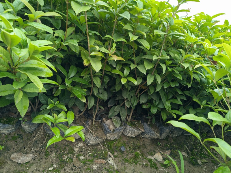四季桂大杯高度50一60cm，基地有量，欢迎来一亩田订购