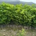 四季桂大杯高度50一60cm，基地有量，欢迎来一亩田订购