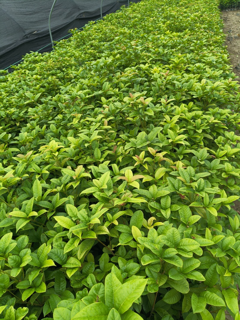 四季桂大杯高度50一60cm，基地有量，欢迎来一亩田订购