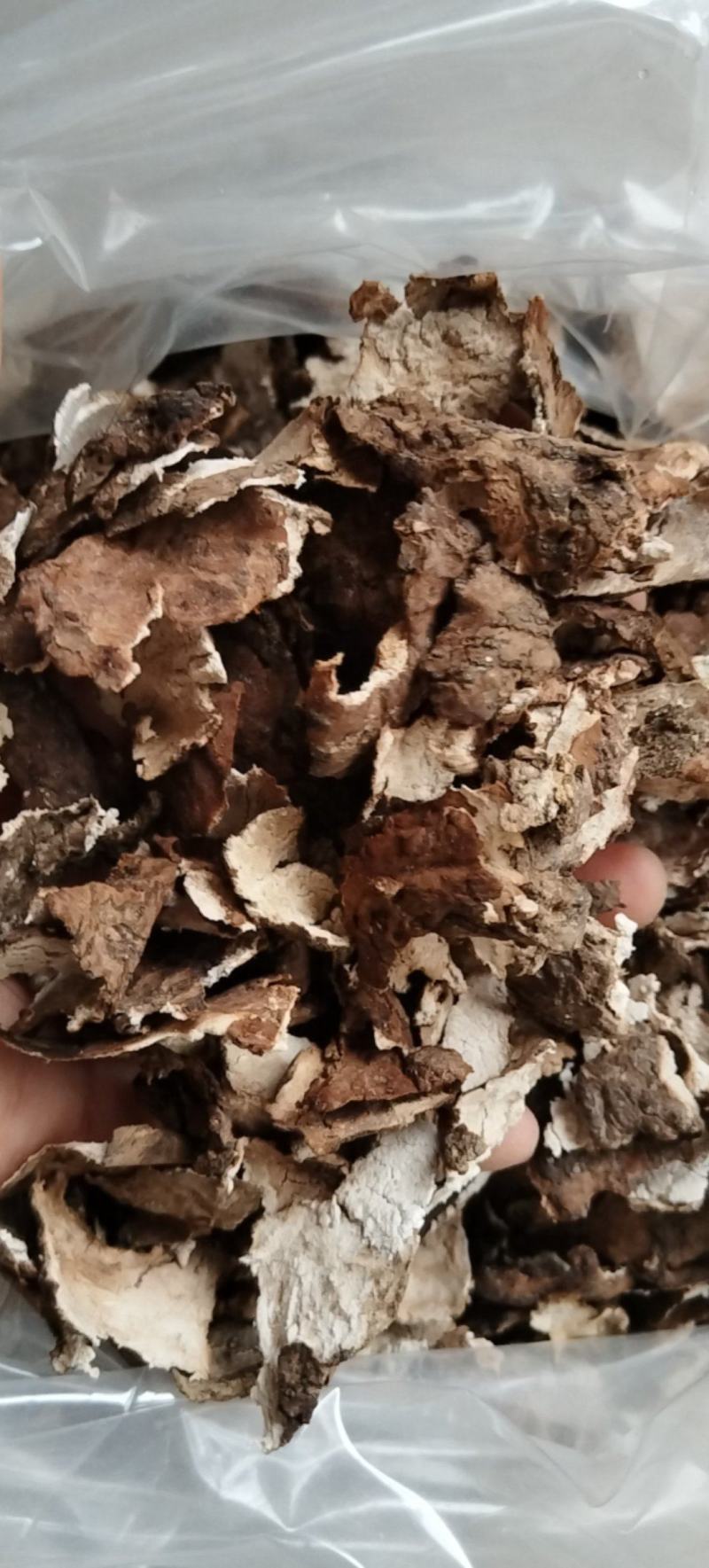 茯苓皮