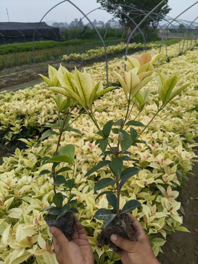 彩叶桂小杯高度30-40cm，基地有量欢迎来一亩田订购。