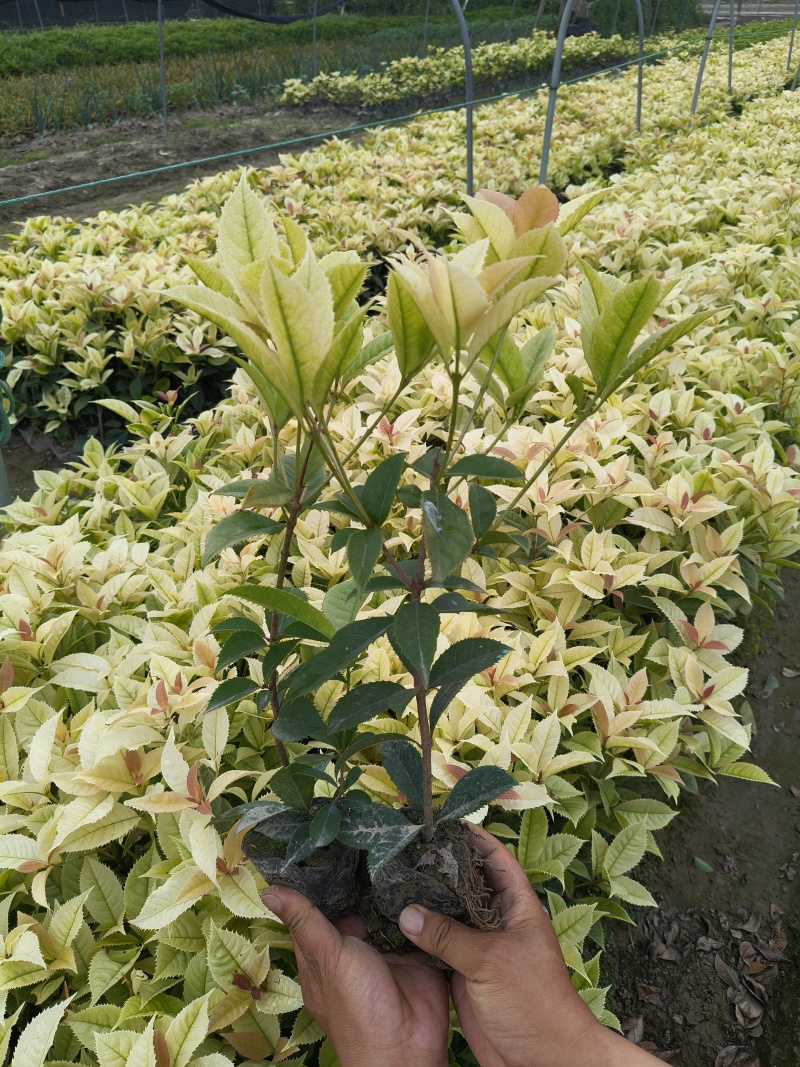 彩叶桂小杯高度30-40cm，基地有量欢迎来一亩田订购。