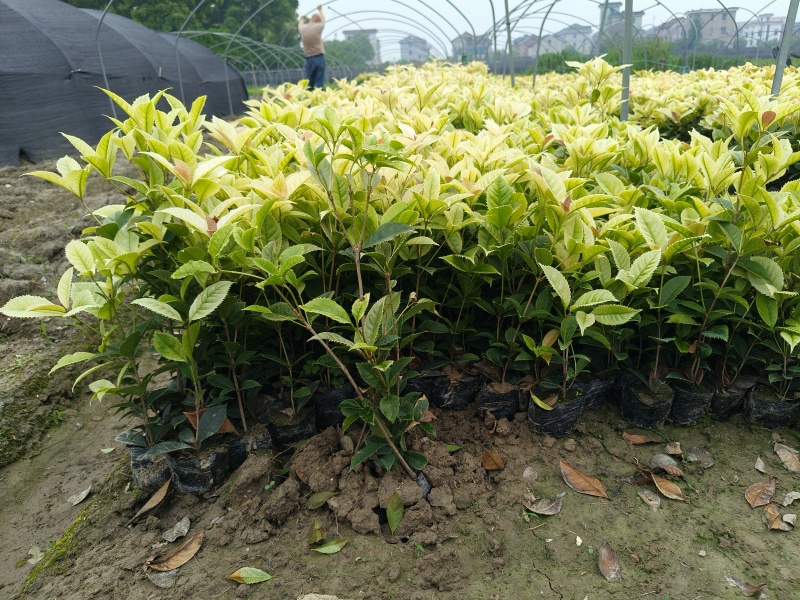 彩叶桂小杯高度30-40cm，基地有量欢迎来一亩田订购。