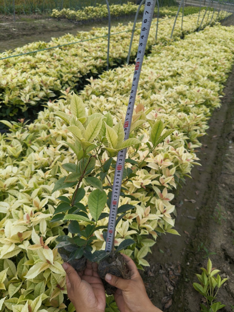 彩叶桂小杯高度30-40cm，基地有量欢迎来一亩田订购。