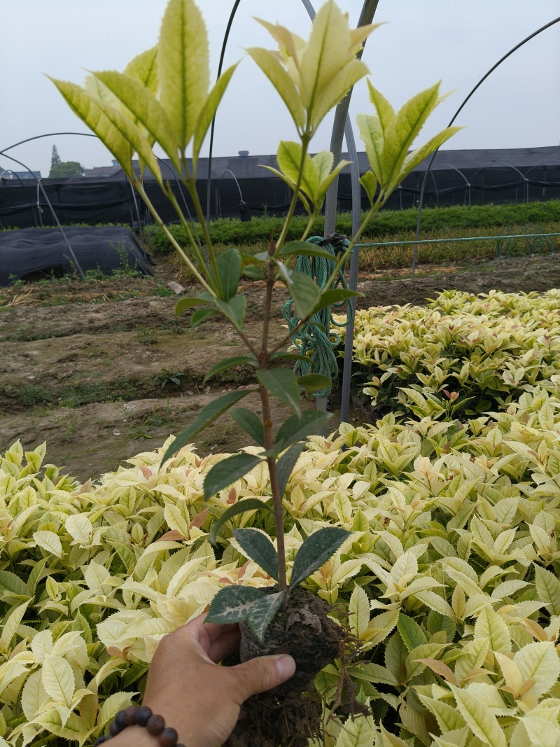 彩叶桂小杯高度30-40cm，基地有量欢迎来一亩田订购。