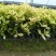 彩叶桂小杯高度30-40cm，基地有量欢迎来一亩田订购。