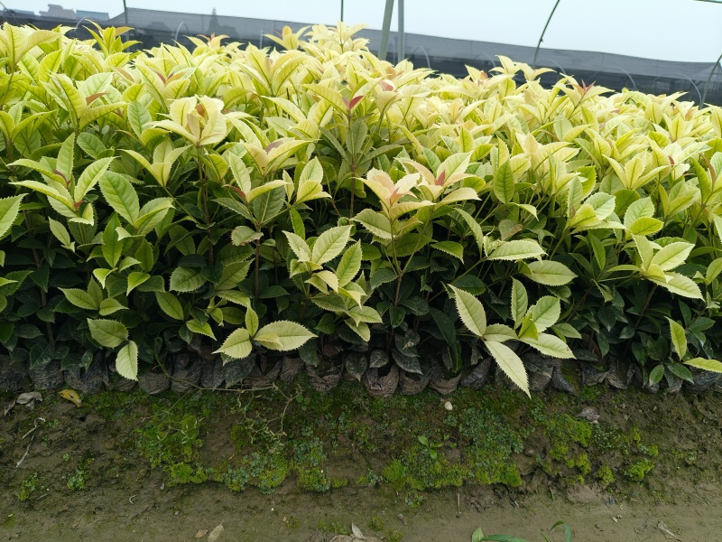 彩叶桂小杯高度30-40cm，基地有量欢迎来一亩田订购。