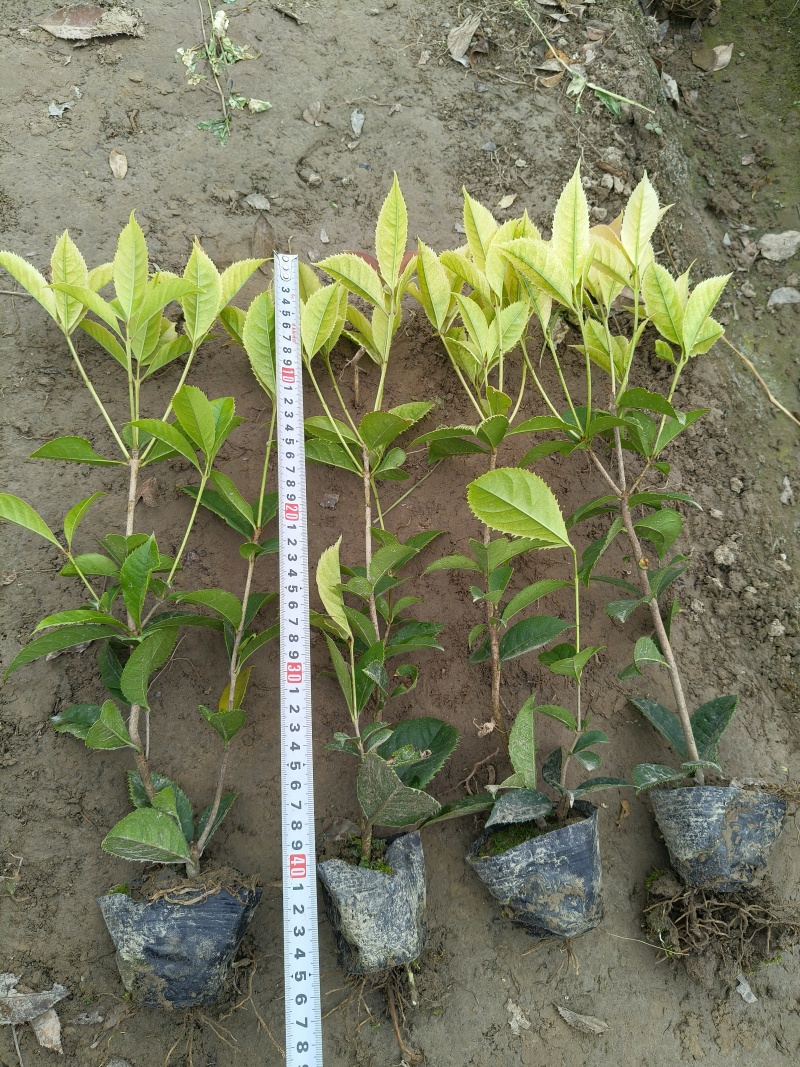 彩叶桂小杯高度30-40cm，基地有量欢迎来一亩田订购。