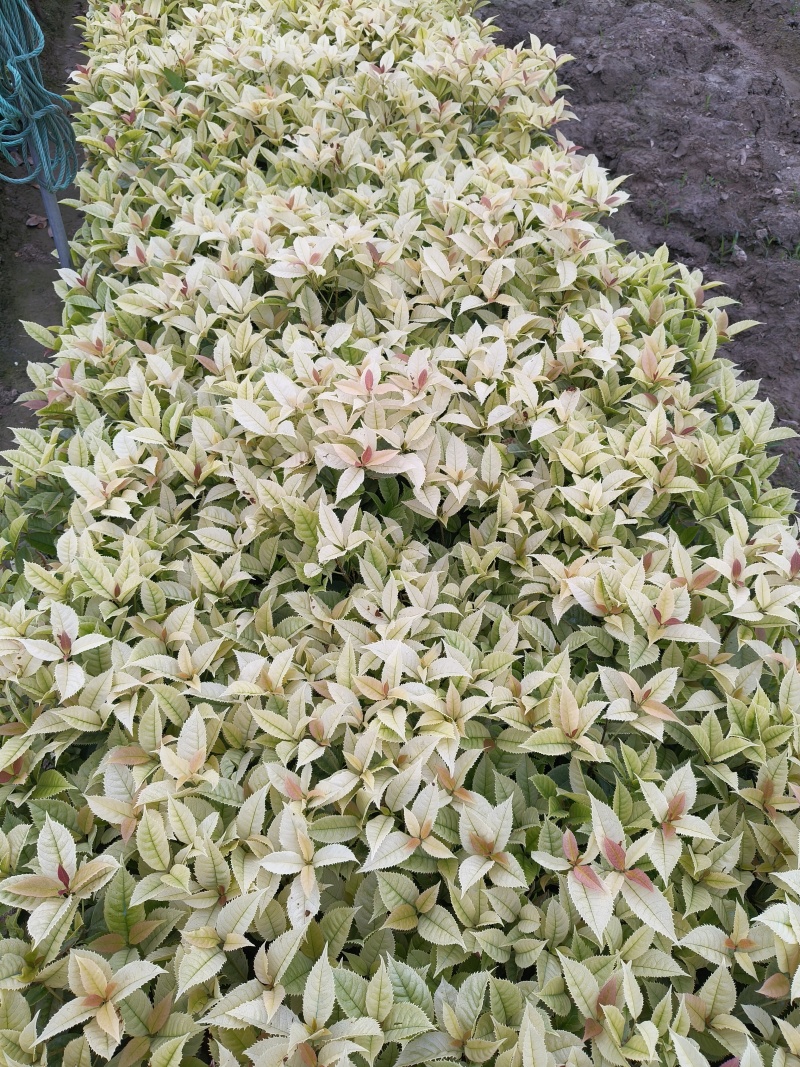 彩叶桂小杯高度30-40cm，基地有量欢迎来一亩田订购。