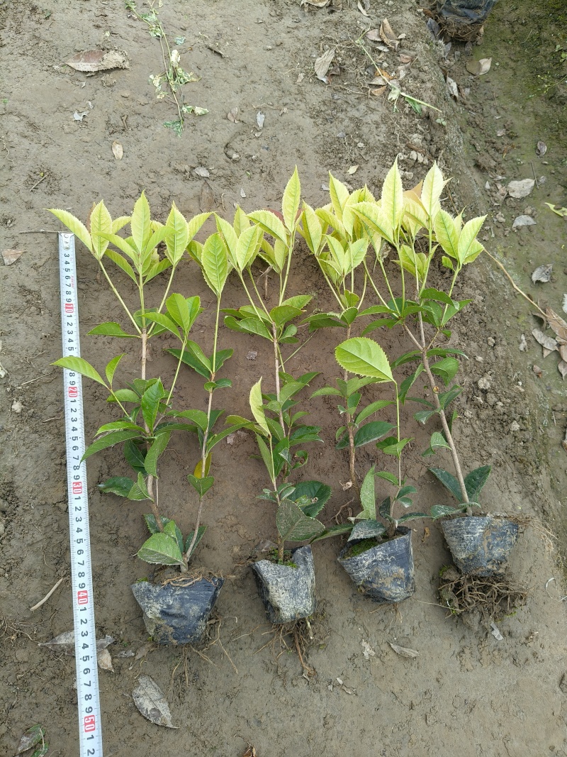 彩叶桂小杯高度30-40cm，基地有量欢迎来一亩田订购。
