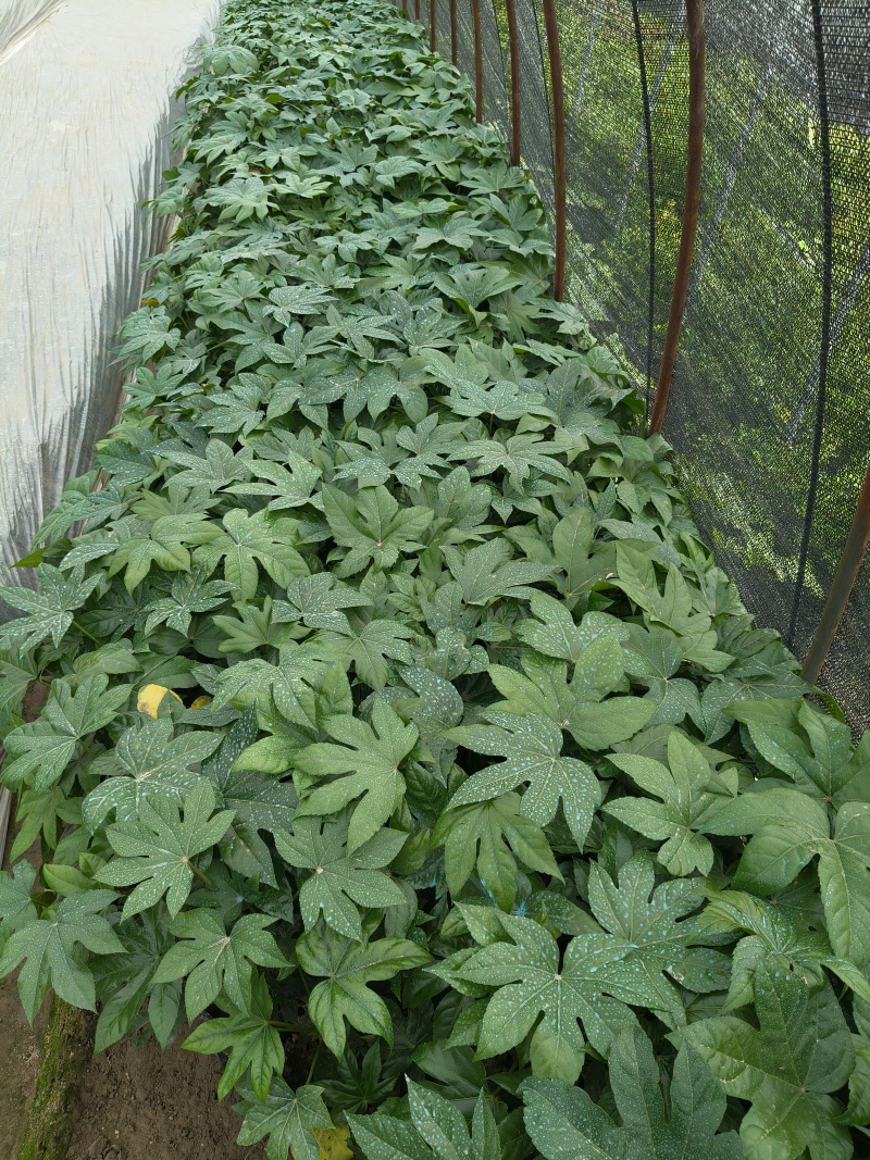 八角金盘大杯高度40平面，基地有量，欢迎来订购
