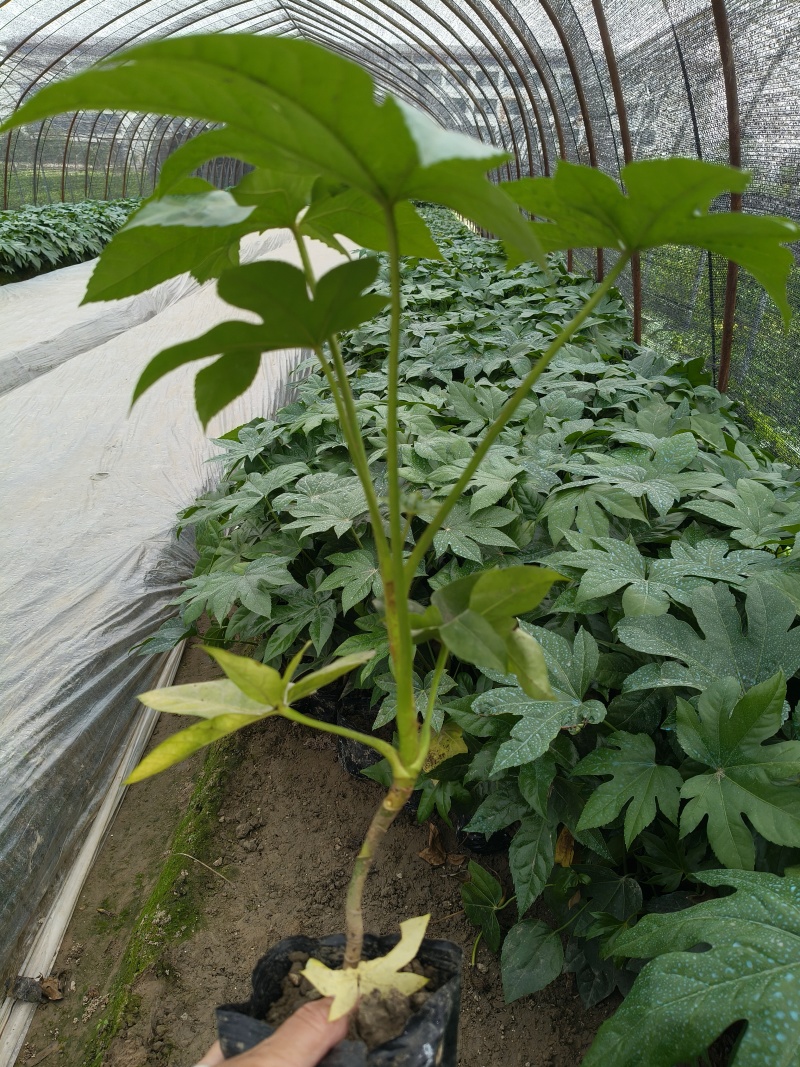八角金盘大杯高度40平面，基地有量，欢迎来订购