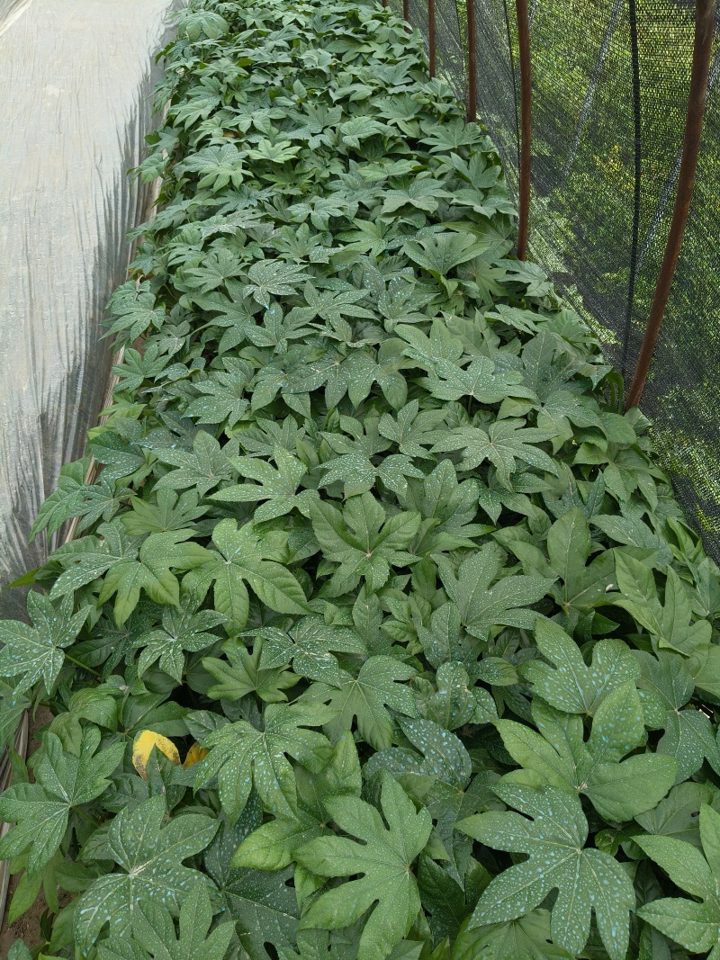 八角金盘大杯高度40平面，基地有量，欢迎来订购