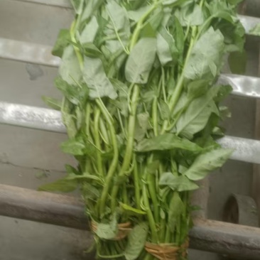 空心菜巴适的板