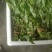 空心菜巴适的板