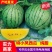 [牛]【推荐】宿迁特凤小西瓜产地直发口感香甜全国可发