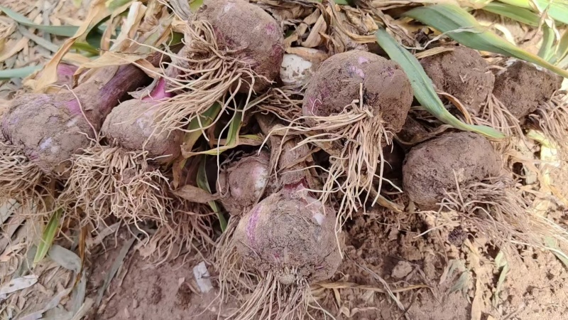 把子蒜基地直发现挖现发货源充足量大从优