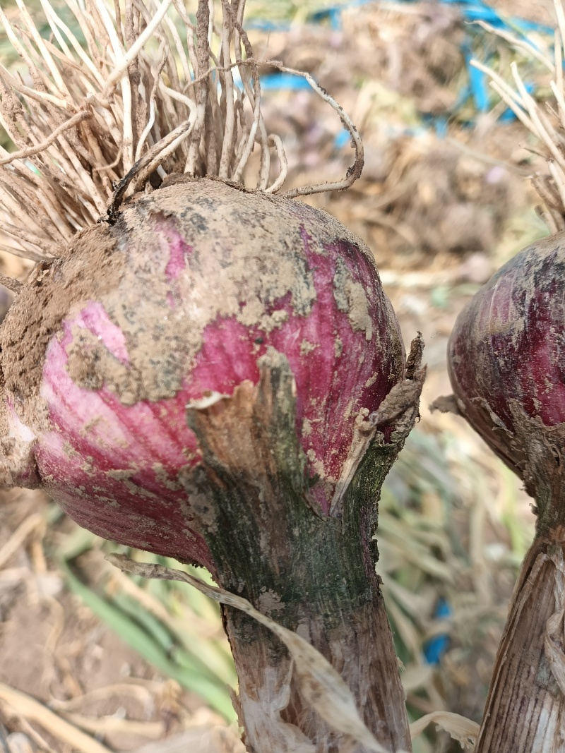 把子蒜基地直发现挖现发货源充足量大从优
