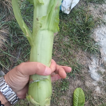 茂县脆绿三青莴苣，产地一手货源，量大优惠欢迎合作