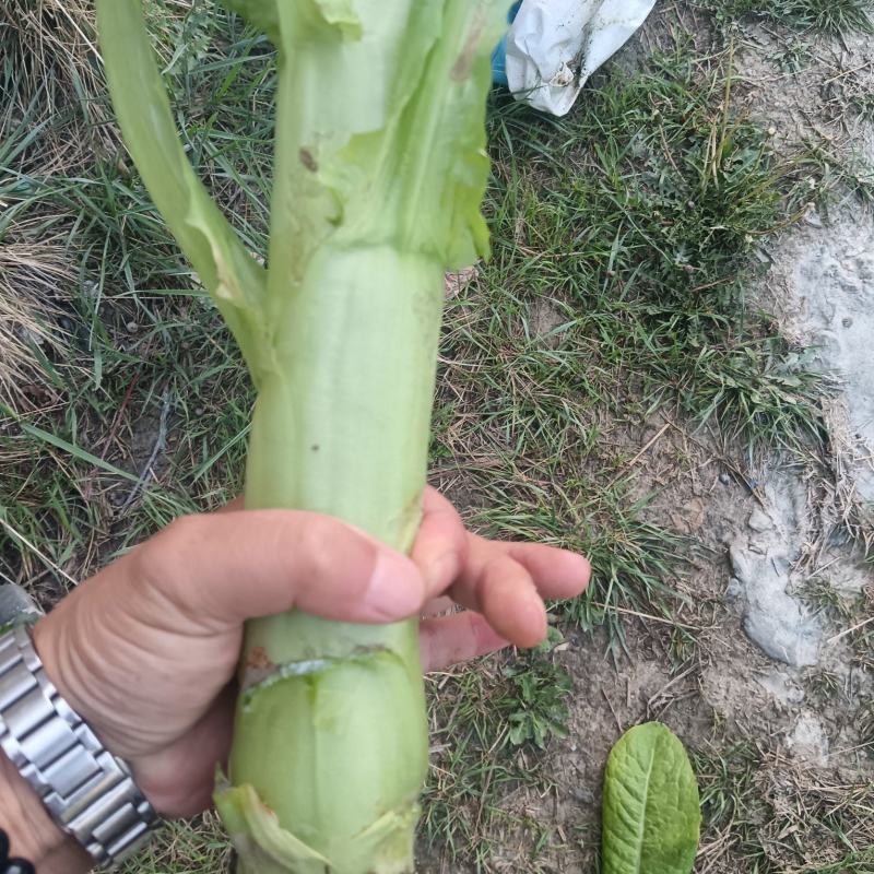茂县脆绿三青莴苣，产地一手货源，量大优惠欢迎合作