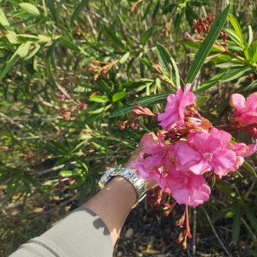 夹竹桃