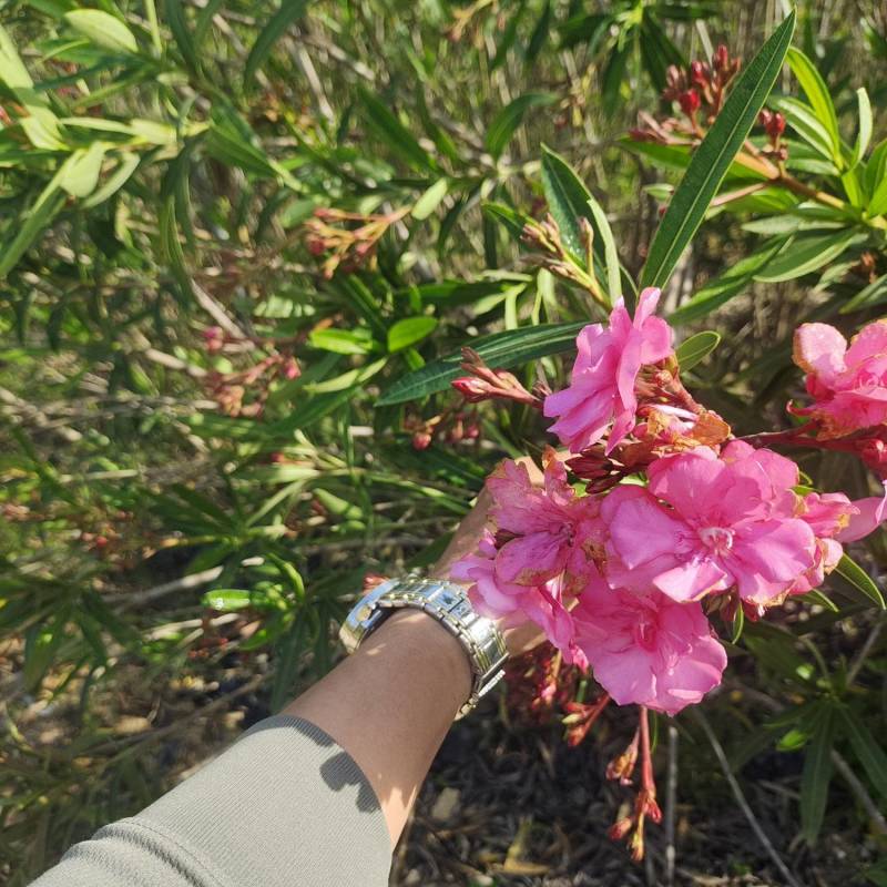 夹竹桃