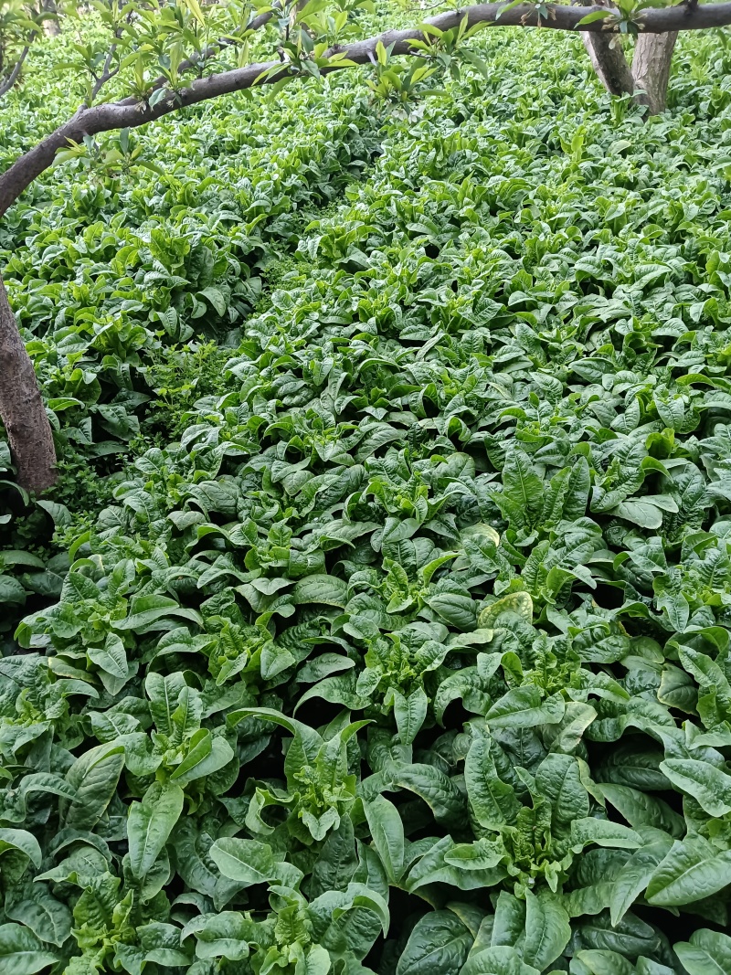 茂县脆绿三青莴苣，产地一手货源，量大优惠欢迎合作