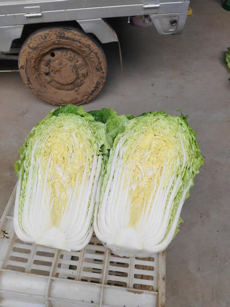 白菜