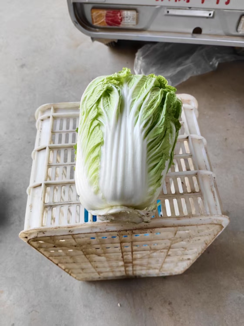 白菜