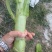 茂县脆绿三青莴苣，产地一手货源，量大优惠欢迎合作