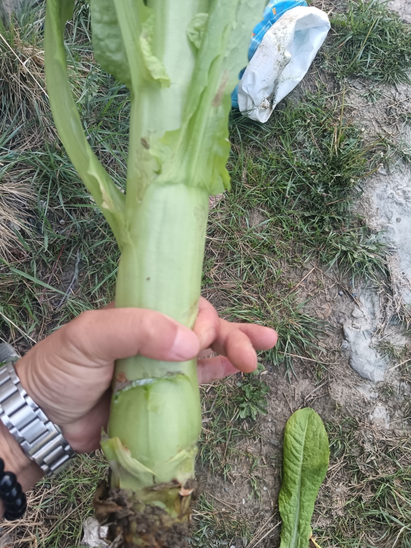 茂县脆绿三青莴苣，产地一手货源，量大优惠欢迎合作