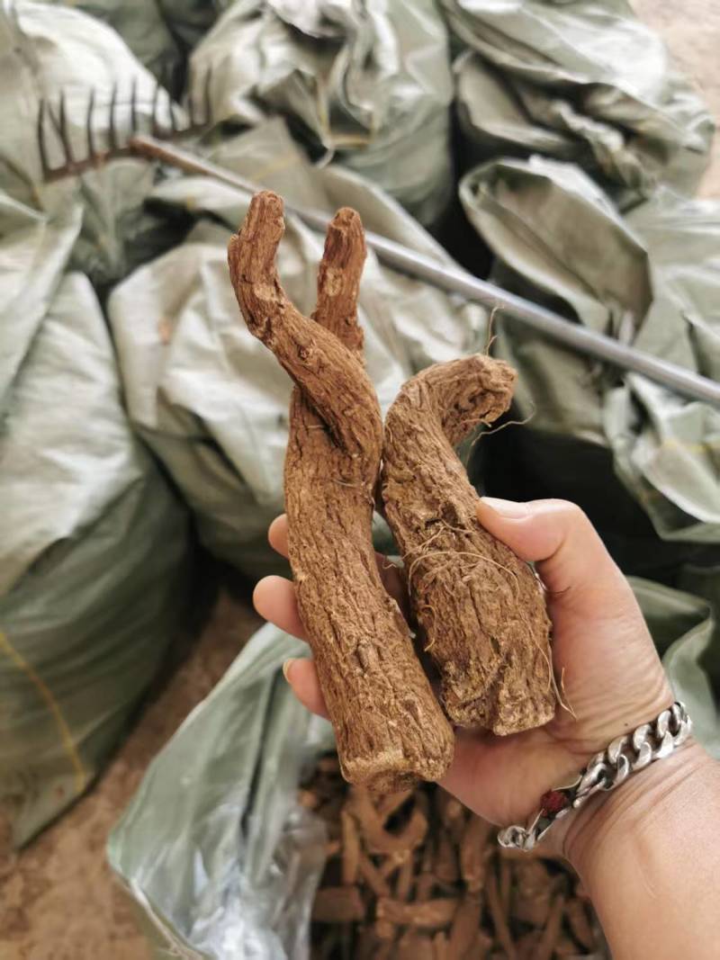 优质云木香，切片，个子都有
