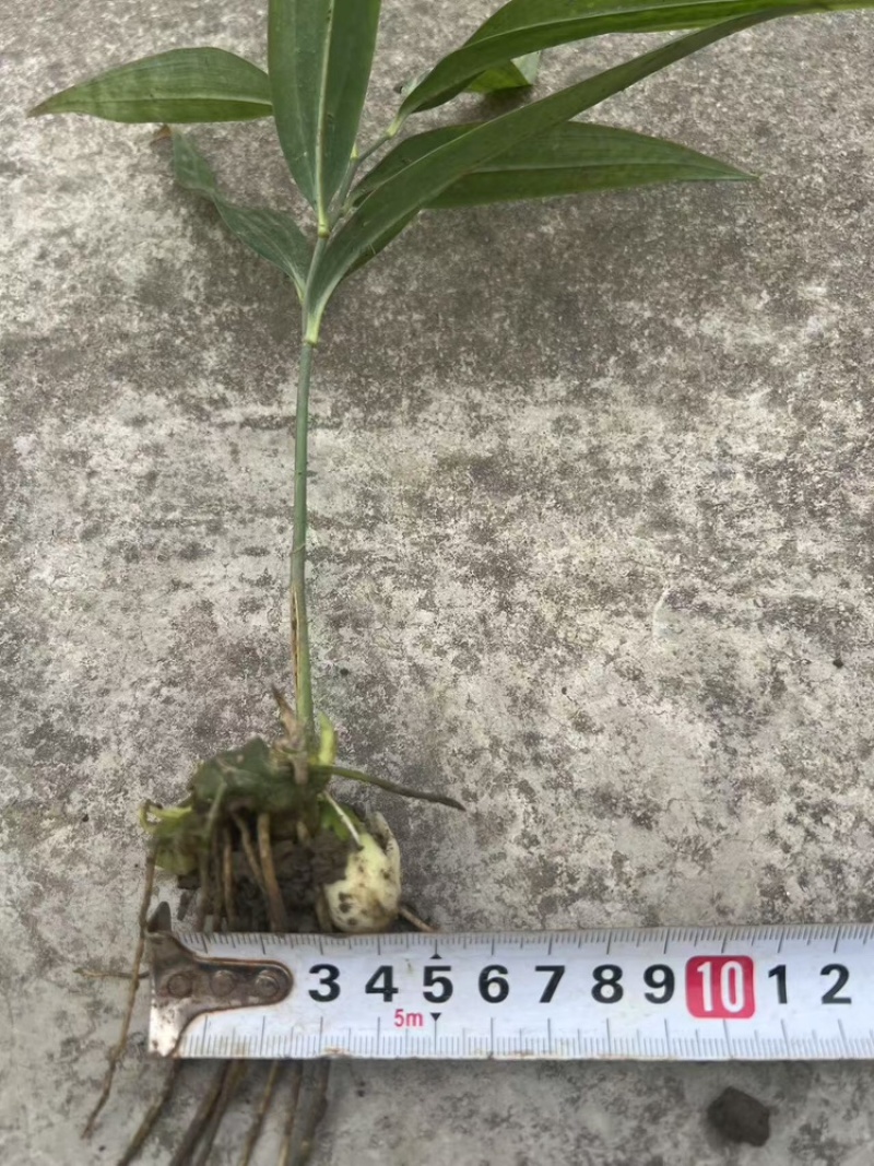 黄精种苗基地直销量大质优价格优惠一手货源欢迎咨询