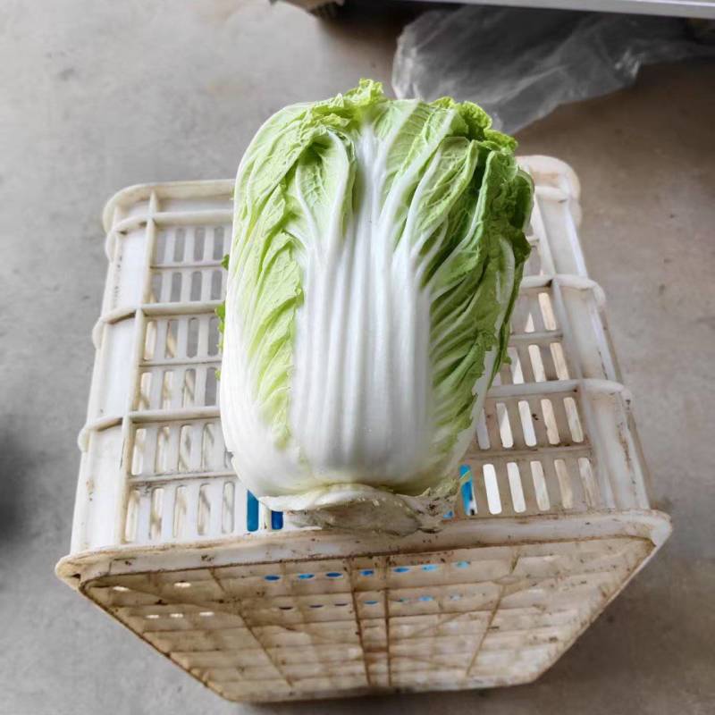 白菜