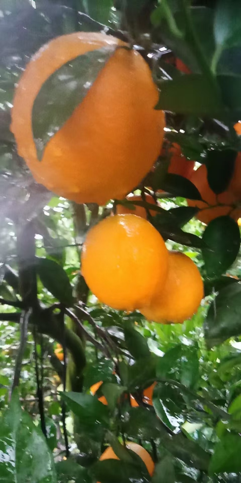 江永特产产地直供色泽靓丽，花果同树，夏橙上市！欢迎采购