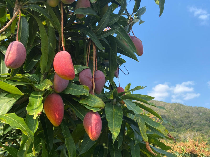 贵妃芒·云南武定芒果金沙金热带红贵妃