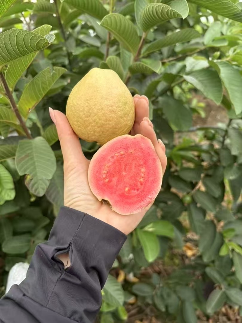 精品芭乐货源充足支持一件代发，社区团购，空运班找物流