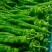 【推荐】山东兰陵芜湖椒大量接单品质保证诚信合作欢迎来电