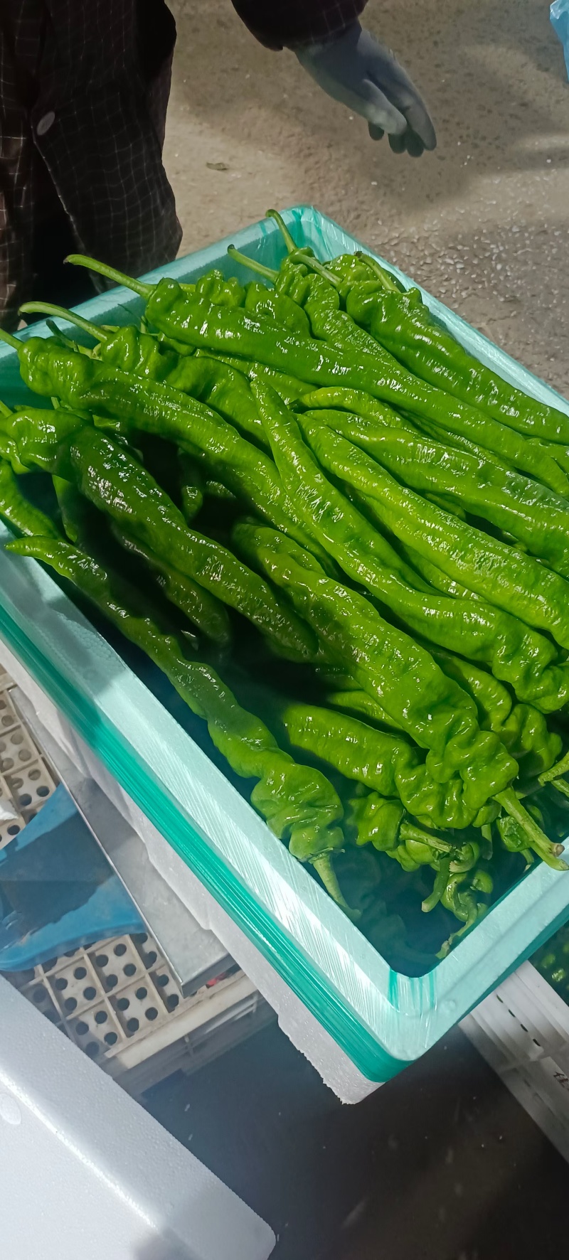 【推荐】山东兰陵芜湖椒大量接单品质保证诚信合作欢迎来电