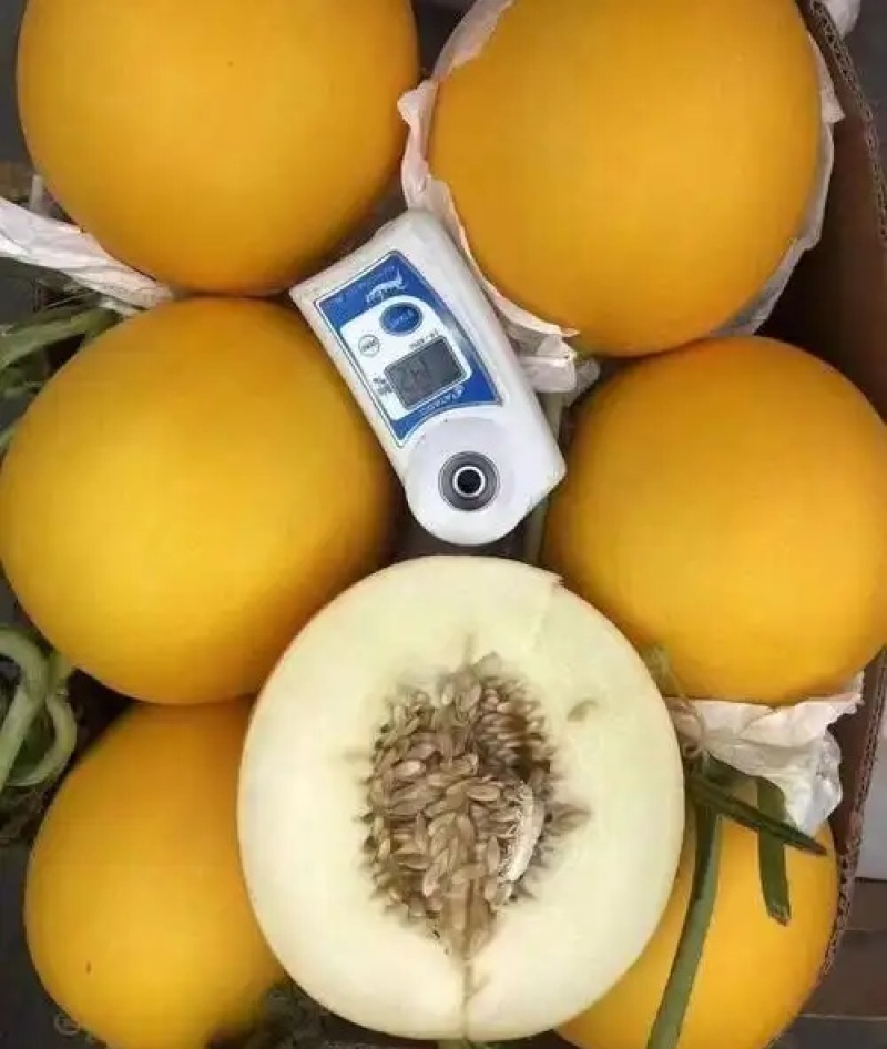 久红瑞甜瓜/瑞红甜瓜/莘县甜瓜/基地对接电商~批发~商超