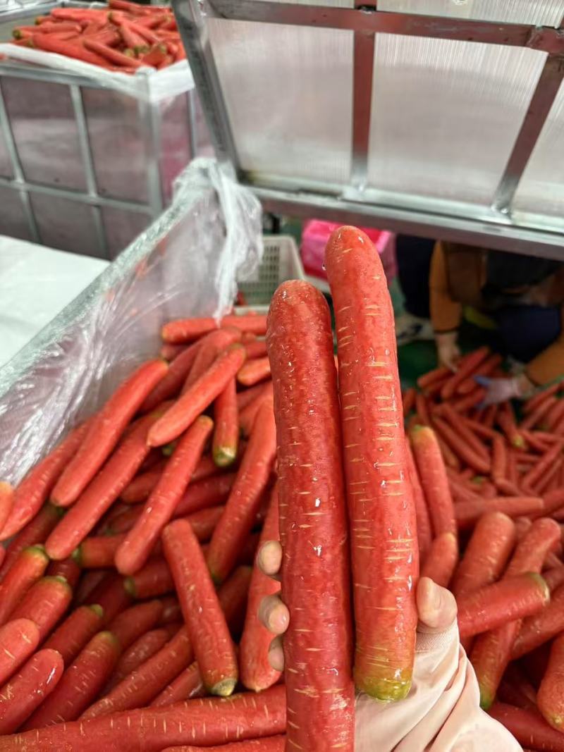 胡萝卜优质胡萝卜大量上市全国发货质优价廉