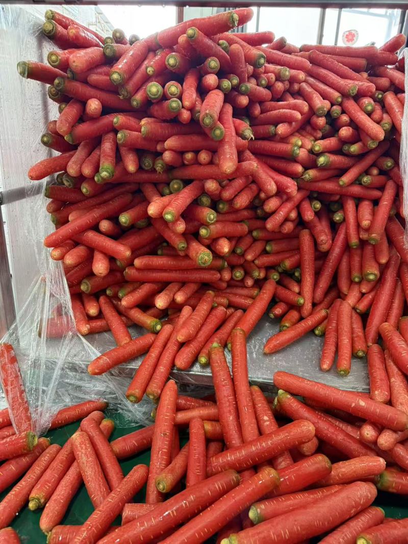 胡萝卜优质胡萝卜大量上市全国发货质优价廉