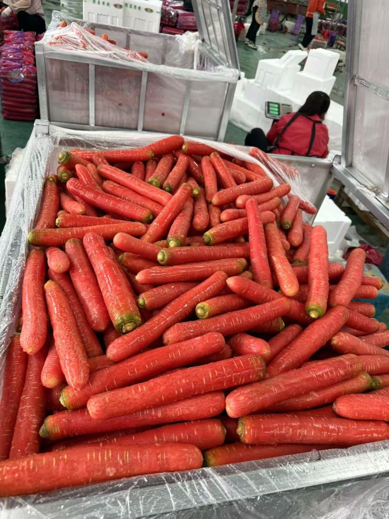 胡萝卜优质胡萝卜大量上市全国发货质优价廉