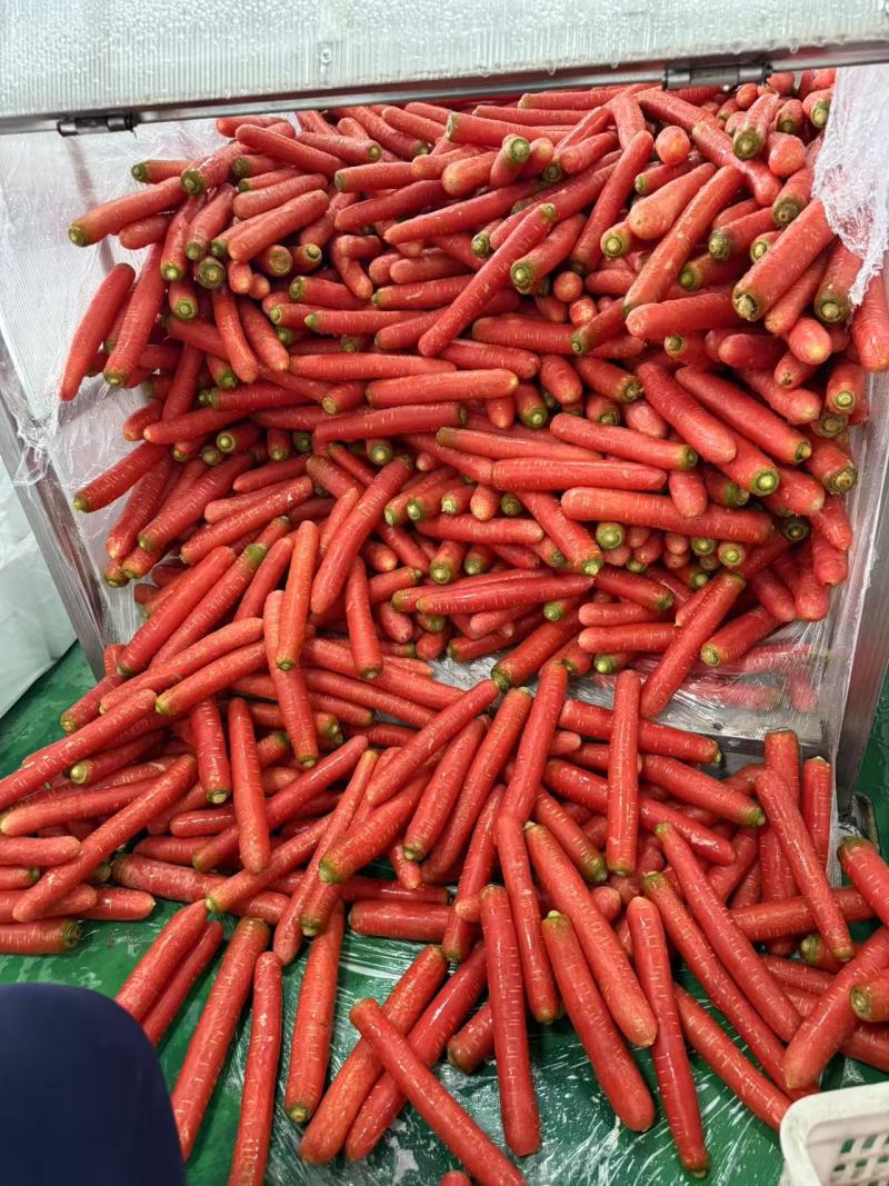 胡萝卜优质胡萝卜大量上市全国发货质优价廉