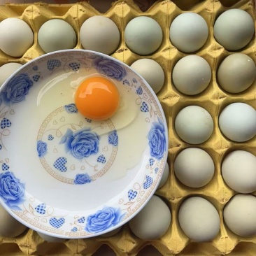散养土鸡蛋，绿壳蛋
