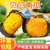 【实力推荐】贝贝南瓜大量现货供应欢迎来电咨询