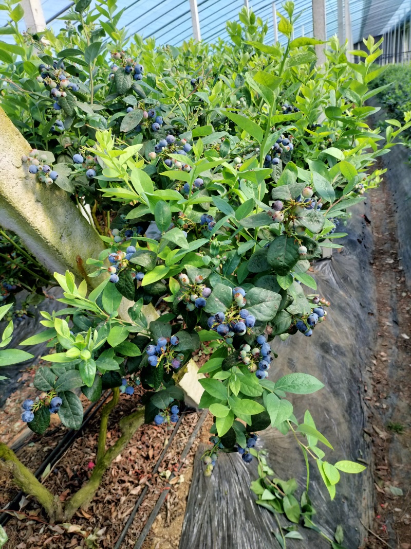 蓝莓