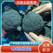 寿光产地西兰花上市，专业对接出口，一手货源。