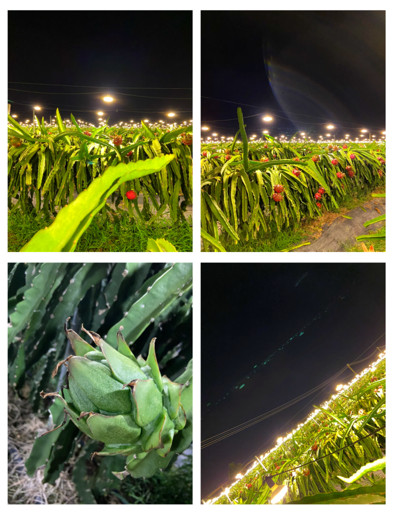 火龙果，海南基地直发，一条龙安需打包，整车可发全国