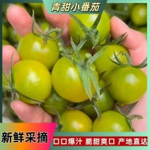 青口蜜圣女果品质保证口感好新鲜采摘脆甜爽口